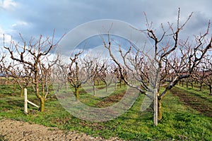 Rows of blooming cherry trees in an orchard