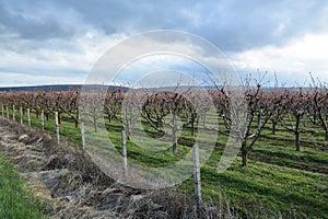 Rows of blooming cherry trees in an orchard