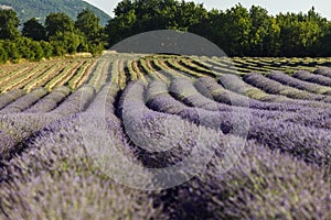 Rows of blooming lavander near Sault, Vaucluse, Provence