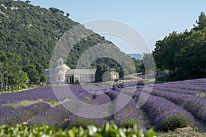 Rows of blooming of lavender flowers on Abbey of Senanque background