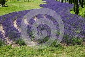 Rows of blooming lavender among the meadow in sunny day