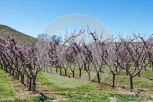 Rows of blooming peach trees in a Western Colorado Orchard