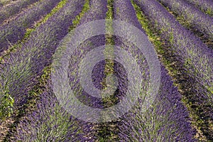 Rows of the blooming purple lavender field in french Provence