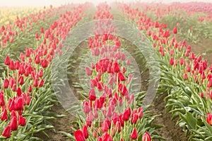 Rows of blooming red tulips