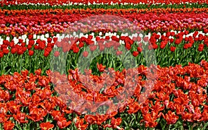 Rows of blooming red and white tulips
