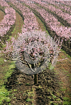 Rows of blooming trees