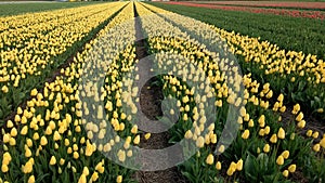 Rows of blooming tulips in the field in april in Holland