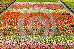 Rows of blooming violas in a greenhouse