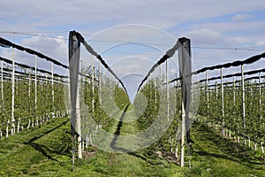 Rows of blooming young apple trees in spring time