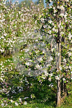 Rows with blossoming apple fruit trees in springtime in farm orchards, Betuwe, Netherlands