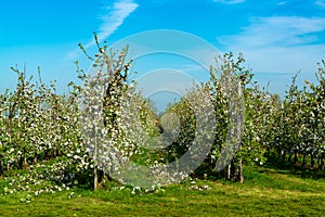 Rows with blossoming apple fruit trees in springtime in farm orchards, Betuwe, Netherlands