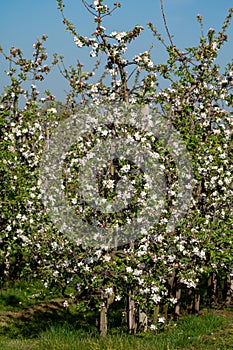 Rows with blossoming apple fruit trees in springtime in farm orchards, Betuwe, Netherlands