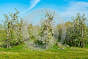 Rows with blossoming apple fruit trees in springtime in farm orchards, Betuwe, Netherlands