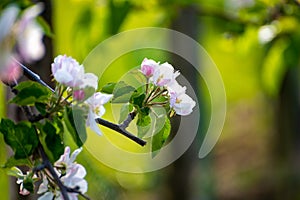 Rows with blossoming apple fruit trees in springtime in farm orchards, Betuwe, Netherlands, close up