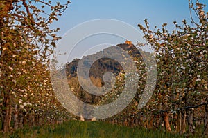 Rows of Blossoming Apple Trees