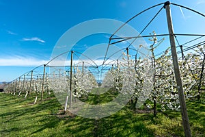 Rows of blossoming low-stem apple trees in an orchard with bright white blossoms under a clear blue sky