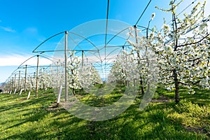 Rows of blossoming low-stem apple trees in an orchard with bright white blossoms under a clear blue sky