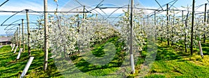 Rows of blossoming low-stem apple trees in an orchard with bright white blossoms under a clear blue sky