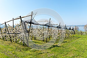Rows of blossoming low-stem cherry trees in an orchard with bright white blossoms under a clear blue sky