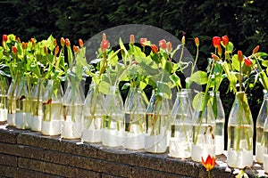 Rows of bottles used as flower vase for red tulips