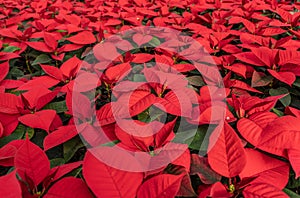 Rows of Bright Red Poinsettia Plants in Greenhouse