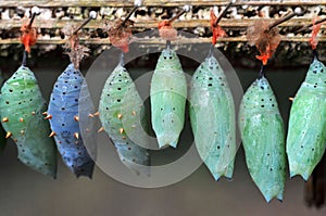 Rows of butterfly cocoons