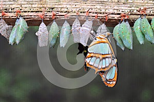 Rows of butterfly cocoons