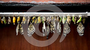 Rows of butterfly cocoons and hatched butterfly
