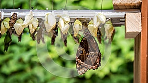 Rows of butterfly cocoons and hatched butterfly
