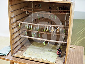 Rows of butterfly cocoons and newly hatched butterfly