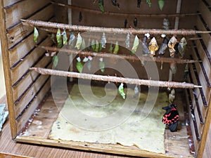 Rows of butterfly cocoons and newly hatched butterfly