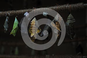 Rows of butterfly cocoons and newly hatched butterfly