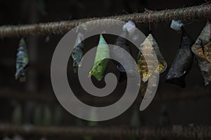 Rows of butterfly cocoons and newly hatched butterfly