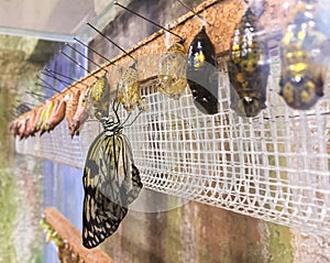 Rows of butterfly cocoons and newly hatched butterfly - Monarch butterfly hanging from the chrysalis indoor