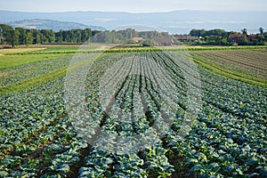Rows of cabage