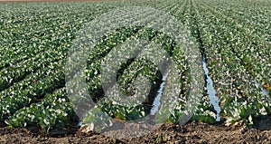 Rows of cabbage in the field