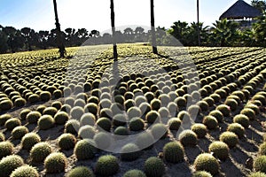 Rows of Cactus at Wirikuta Desert Botanical Garden Puerto Los Cabos Mexico