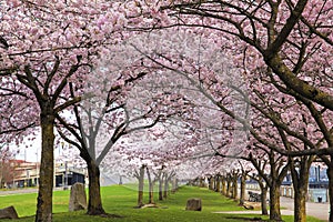 Rows of Cherry Blossom Trees in Bloom