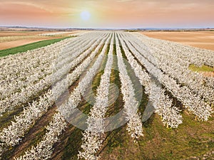 Rows of cherry trees in an orchard in spring, sunset, aerial view