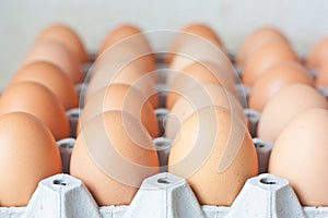 Rows of chicken eggs in carton