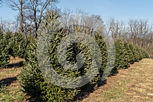 Rows of Christmas Trees at Tree Farm in Berks County, Pennsylvania