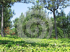 The Rows of Cinchona Trees at Gambung Tea Plantation