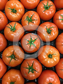 Rows of Cluster tomatoes close up