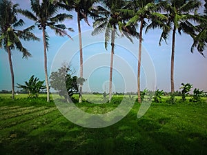 rows of coconut trees bordering the paddy fields