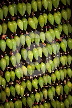 Rows of Cocoons Waiting to Hatch