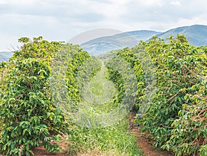 Rows of coffee plantations, brazilian mineiro coffee