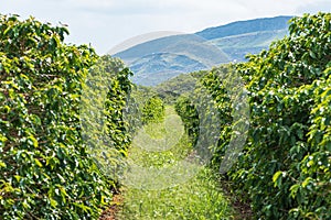 Rows of coffee plantations, brazilian mineiro coffee