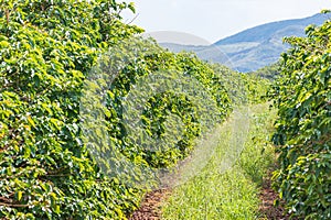 Rows of coffee plantations, brazilian mineiro coffee