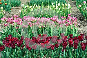 rows of colorful blooming tulip flowers in the spring garden