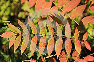 Rows of colorful fall leaves on a branch